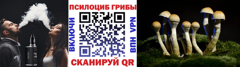 Купить закладки  Вилючинск  Псилоцибиновые грибы Psilocybine cubensis 
